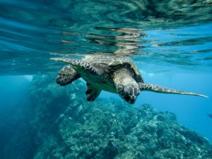 Turtle underwater